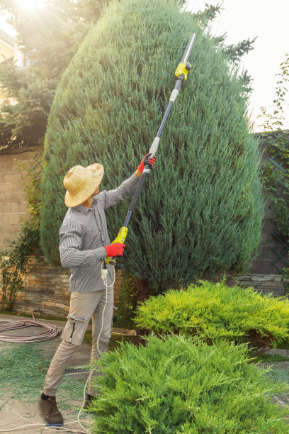 Professional  Tree Services in Bernardsville, NJ